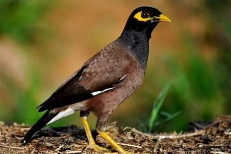 طائر المينا.. من طائر زينة محبوب إلى تحدٍ بيئي يثير قلق الخبراء